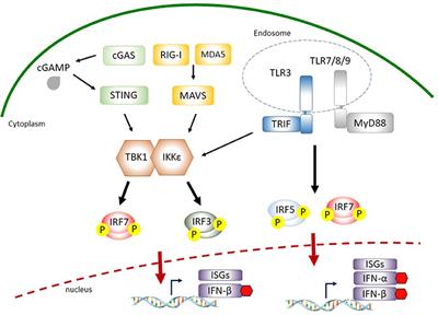 The Molecular Basis of Viral Inhibition of IRF- and STAT-Dependent Immune Responses